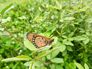 butterfly on the leaf