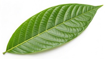 Single Green Leaf White Background