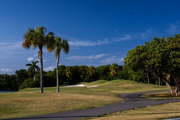Obraz premium golf course with palm trees