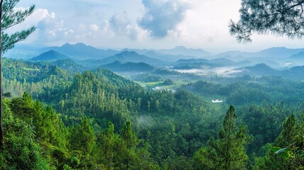 Fototapeta premium Dense Forest Landscape in Labuhan Haji, Aceh, Indonesia