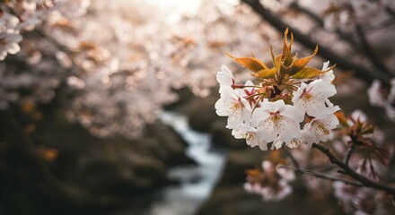 Captivating Cherry Blossom Branch Over a Tranquil Stream at Golden Hour
