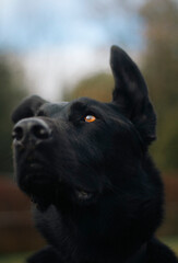 Detailed eye of a black dog against a forest backdrop.