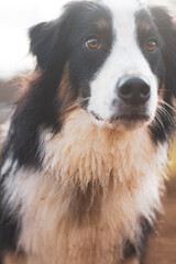 Backlit Border Collie staring lovingly off camera.