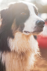 Backlit Border Collie staring lovingly off camera.