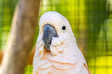 Close-up of Cacatua moluccensis at Panaewa Rainforest Zoo and Gardens, Hawaii