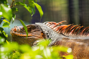 Close-up of Green Iguana (iguana iguana) or American iguana, Panaewa Rainforest Zoo and Gardens,...