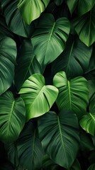 Tropical leaves wallpaper tropics plant green.