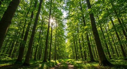 Sunlight filters through lush green forest canopy. AI Generated