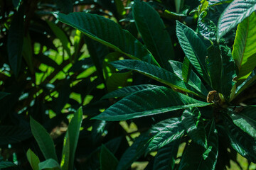 high contrast tropical plant background