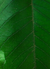 high contrast tropical plant background