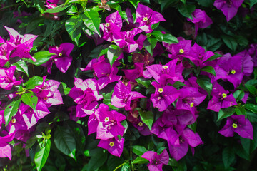 high contrast tropical plant background