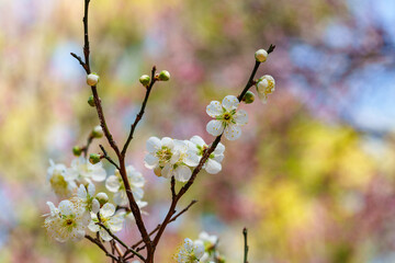 Close-up photo of plum blossoms blooming in spring in March
