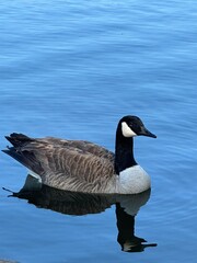 canada goose branta canadensis
