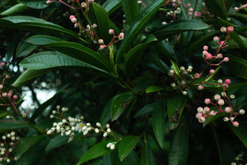 Obraz premium high contrast tropical plant background