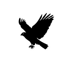 Silhouette of a Hawk in Flight Against a Black Background