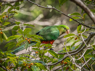 King Parrot In Bush Eating Berries