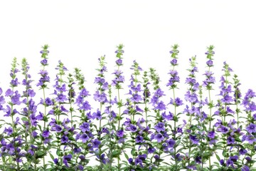 Obraz premium Vibrant purple flowers in bloom