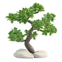 A 3D Jade Plant with Round Thick Green Leaves Growing Isolated on Transparent Background