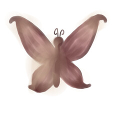 butterfly on white background