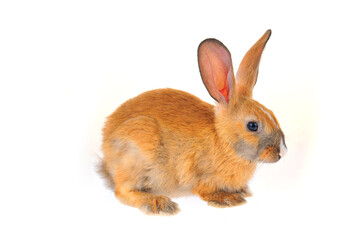 The rabbit in a white background