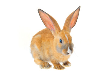Obraz premium The rabbit in a white background