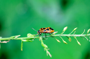 As bugs, taken in the wild nature environment