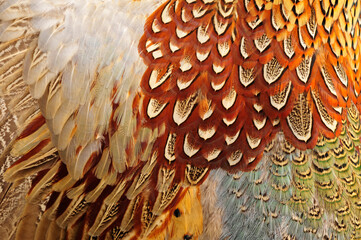 Texture pheasant feather