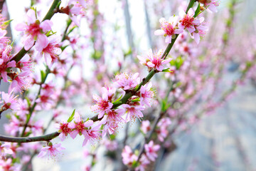 Greenhouse shelter in the peach blossom in full bloom