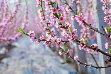 Greenhouse shelter in the peach blossom in full bloom