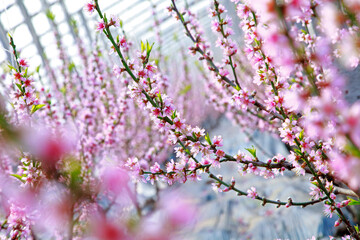 Greenhouse shelter in the peach blossom in full bloom
