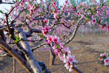 Beautiful peach blossom