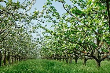  Beautiful pear © pdm