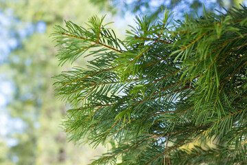 Fototapeta premium Green Evergreen Branches With Delicate Needles Surrounded by Soft, Blurred Foliage on a Sunny Day in the Woods