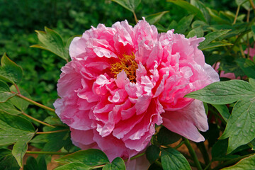 Blooming peony and yellow flowers