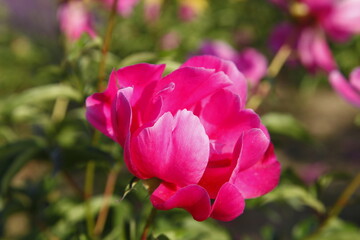 Blooming peony flowers