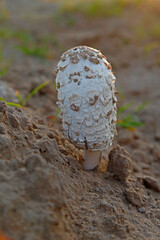 Summer in the forest growth of wild fungus, mushrooms