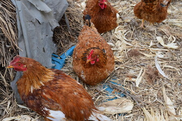 In the courtyard of the chicken