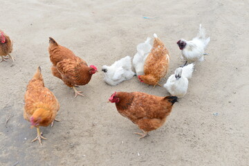 In the courtyard of the chicken