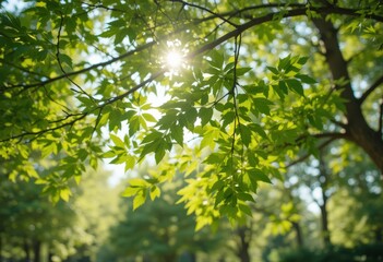 Fototapeta premium Bright Sunlight Through Lush Green Summer Leaves Nature Scene Tree Park Leaf Fresh Shiny Branch 