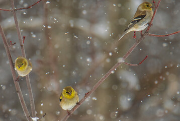 Goldfinches in snow on branch