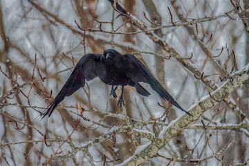crow on a branch in flight