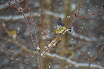 birds on a branch in snow
