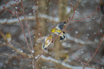 Goldfinches on a branch in snow