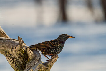 Starling on a branch