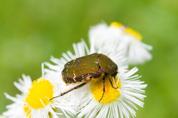 白い花に秘められた生命、ハナムグリの息吹