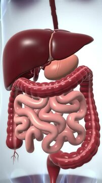 Detailed 3D Model of the Human Digestive System
