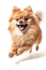 Obraz premium Happy running Pomeranian dog