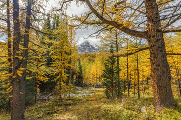 Fototapeta premium Beautiful fall time scenic views at Sentinal Pass, Larch Valley during September with light snow covering the incredible landscape in northern Canada, Banff National Park. Bright yellow trees in view.