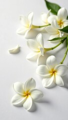 Fototapeta premium Fresh and natural jasmine flowers scattered on a clean white surface, petals, fragrant
