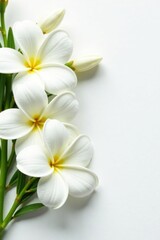 Fototapeta premium Fresh and natural jasmine flowers arranged neatly on a clean white surface, white, pure